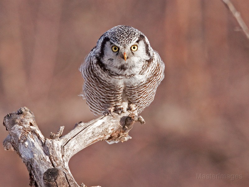 IMG_0177c.jpg - Northern Hawk-Owl (Surnia ulula)